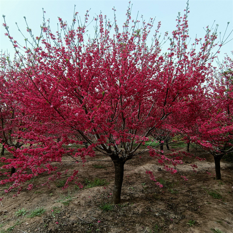 12公分菊花碧桃公园小区绿化行道树花色艳丽花期长基地直发