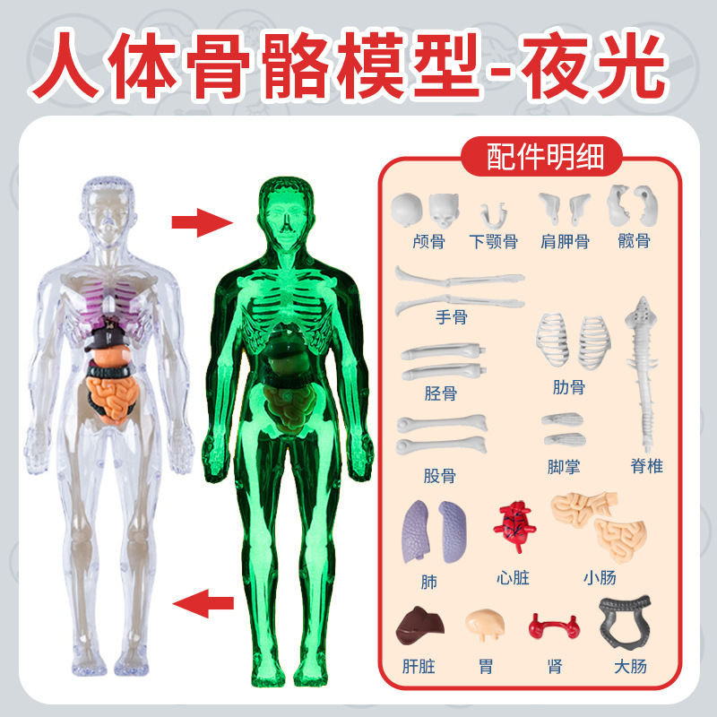 人体系列【夜光骨骼模型】TXMR-026B 袋装