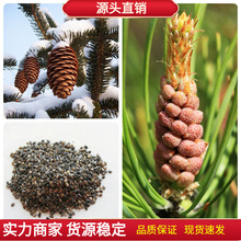 樟子松树种子海拉尔松蒙古赤松西伯利亚松黑河赤松抗寒松树木种子