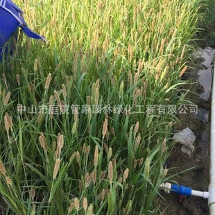 ����ֱ�N ���~â ���~â ����Ȕ �񎧲� �^�p�� ��ƺ�G����ľ��r