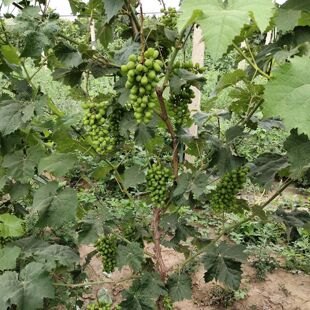 �޷����ј�����������ϱ����Nֲ���ٴ���ꖹ�õ�宔��Y�����ј�