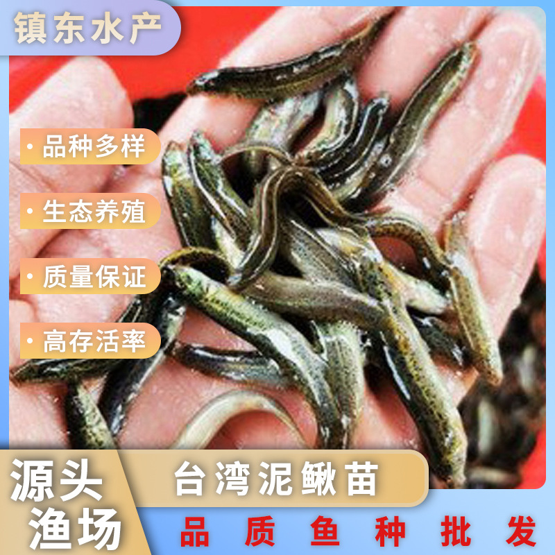 台湾泥鳅苗淡水养殖基地鲜活鱼苗筏钓厂家现货批发小泥鳅喂养垂钓