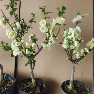 ���Ļ����ԾG��ʯ��ɫ�ļ������辰�҃����̨���ܾGֲ�L�۹ں���