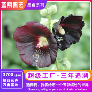 Black Cosmos Seeds One Yard Red Periwinkle Millet Purple Potted Flowers Cornflower Black Series Potted Plants Easy to Grow