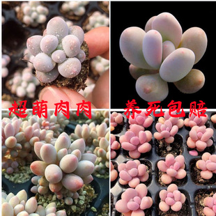 ֲ霫AǶ냺ָҵ㳬BMײ