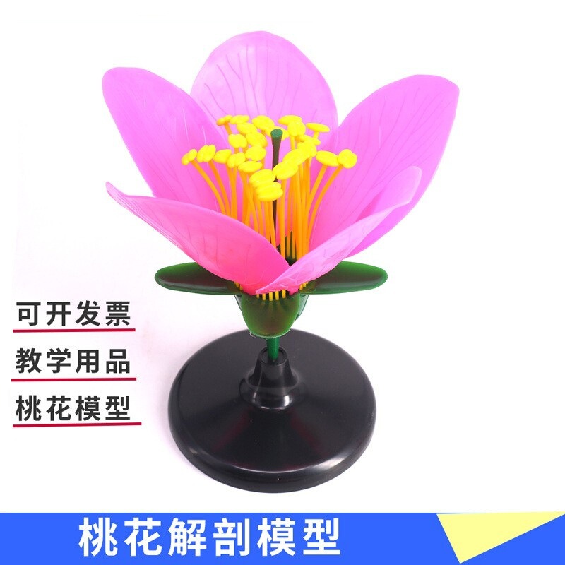 Peach Blossom Model, Petals and Stamens, Enlarged Model, Flower, Middle School Biology Experiment Teaching Aids, Peach Blossom Enlarged Model Peach Blossom Model, Petals and Stamens, Enlarged Model, Flower, Middle School Biology Experiment Teaching Aids, Peach Blossom Enlarged Model