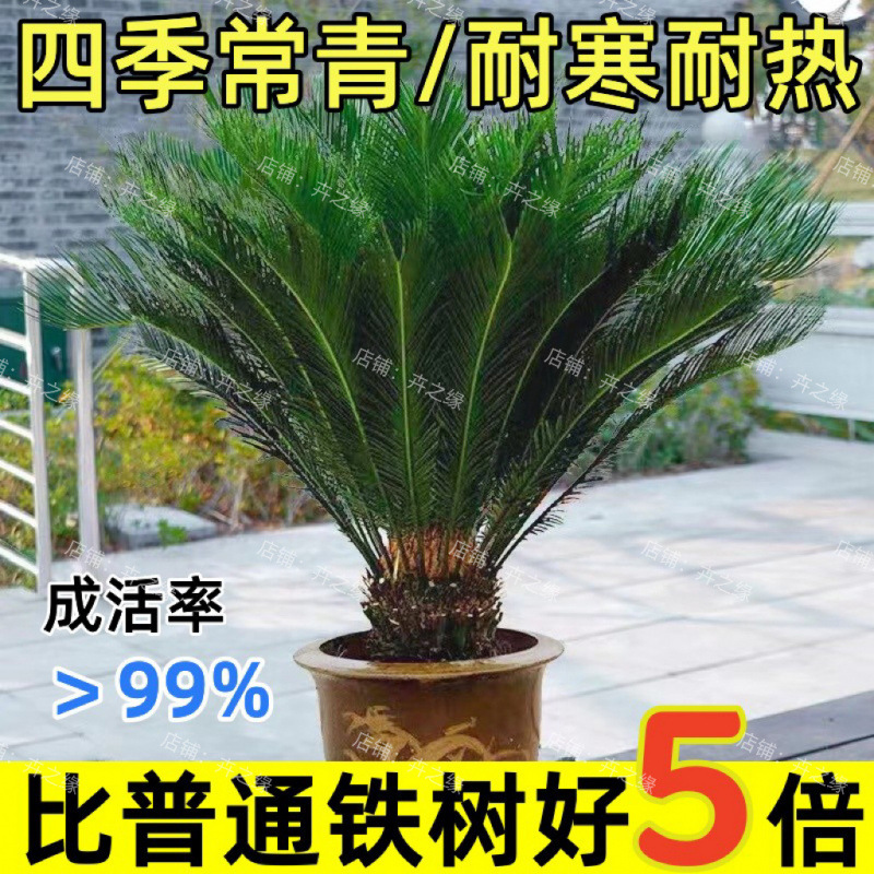 铁树绿植盆栽四季常青庭院办公室防辐射净化空气