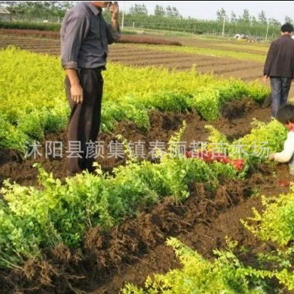 Озеленение саженцев в районе двора