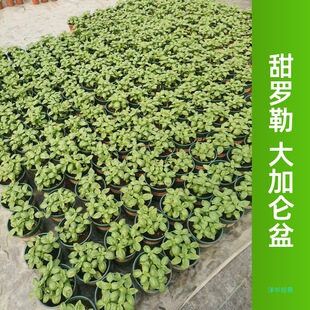 HNXM204��������_�����Խ𲻓Q�Ō�����ʳ�������������ϏN����