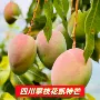 四川攀枝花新鲜树上水果