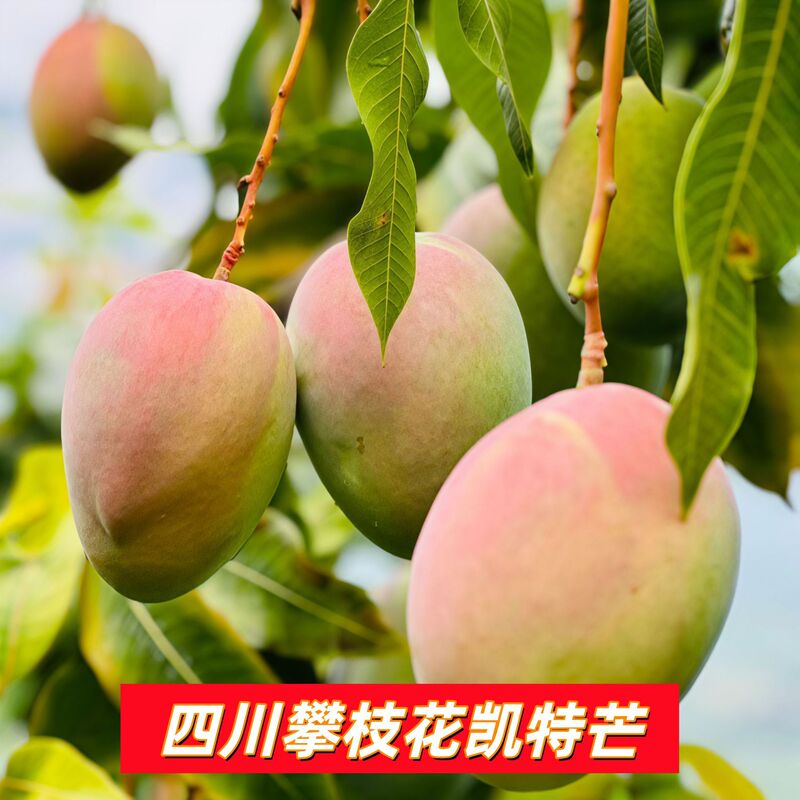 Fresh Kate Mango 5kg - Freshly Picked Green-Skinned Mango, Seasonal Sweet Mango, Tropical Fruit, Super Sweet Large Fruit, Whole Box with Free Shipping Fresh Kate Mango 5kg - Freshly Picked Green-Skinned Mango, Seasonal Sweet Mango, Tropical Fruit, Super Sweet Large Fruit, Whole Box with Free Shipping