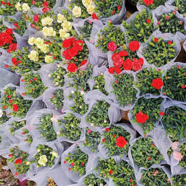 批发康乃馨花苗盆栽四季开花石竹花苗室内阳台庭院花卉好养花期长