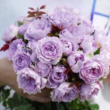 ��Ʒ��ľ����ֱ���¼��S���͟Შ�˻����̨ͥԺ����ֲ��������