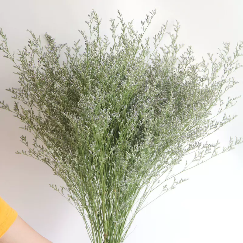 厂家批发永生花情人草干花情人草 家居装饰拍摄道具diy干花永生花