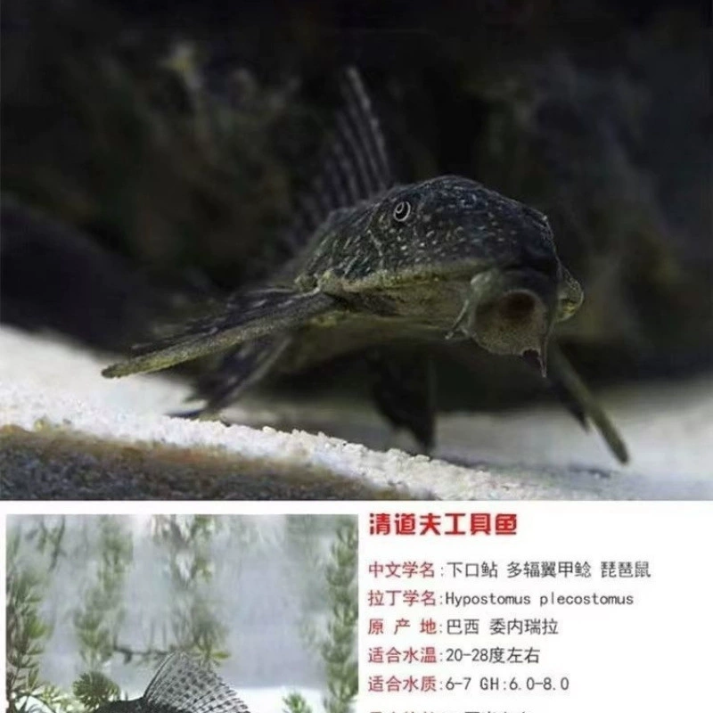 Где‑то очищающие рыбы-кильки для аквариума Pleco — рыбки-поглотители с присасывающим ртом, живые декоративные, размеры 3–9 см, один или мультиупаковка