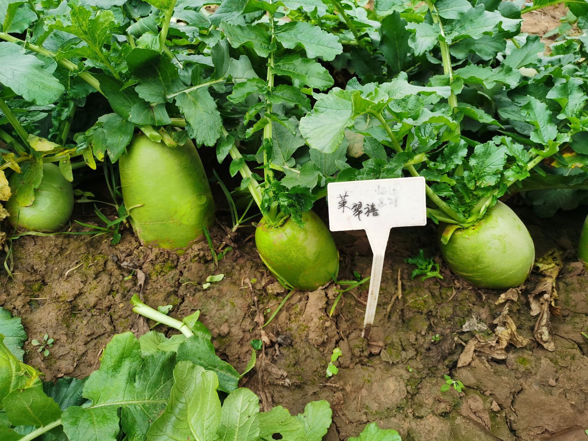 961a1aa6dc0fdbd0b3d660ff6cdf58