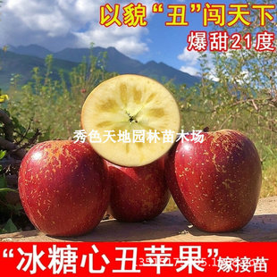 Daliang Mountain Ugly Apple Saplings, Potted Plants Planted in the North and South, Grafted Extra Large Rock Candy Heart Apples That Bear Fruit in the Same Year