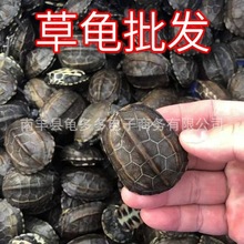 2-17厘米批发中华草龟外塘淡水养殖活体乌龟家养摆摊放生长寿龟
