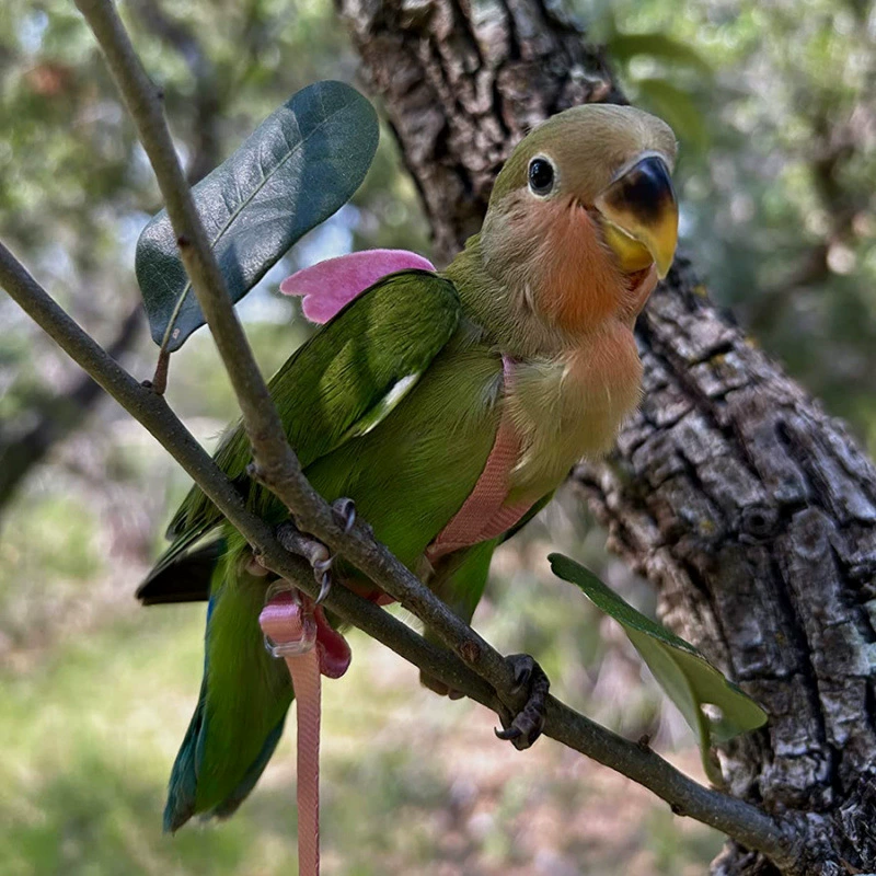 Парковый летный ремень, веревка, сверхлегкая летная тяговая веревка, пион, черный ветер, маленькая веревка для прогулок с солнечным птицей