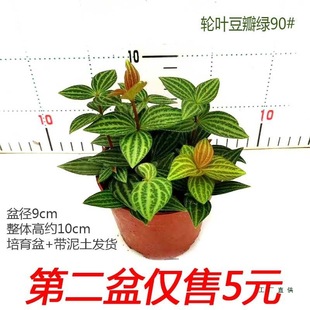 ݆�~����G���԰��}�����҃��k������ȩ�ļ������^ֲ�ﱱ�W�L���