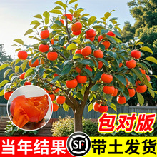 �����Ә�����Ʒ�N�ձ���Ƥĥ�P��������ܛ�����o�����Ԏ����l؛