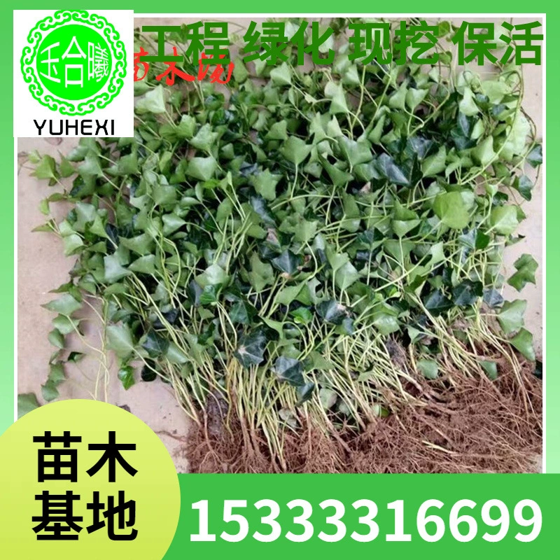 Прямые продажи китайских лоз, вечнозеленых плющевых вьющихся растений, вечнозеленых плющевых подвесных орхидей, для балкона и внутреннего двора.