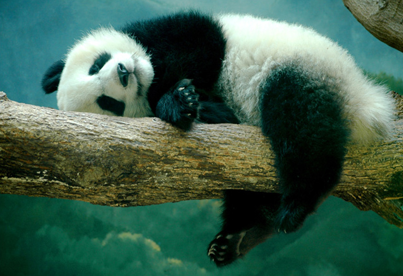 Cross-border 5d Amazon diamante pintura pegatinas hecho a mano DIY animal ladrillo pintura sala de estar pintura decorativa pegatinas al por mayor