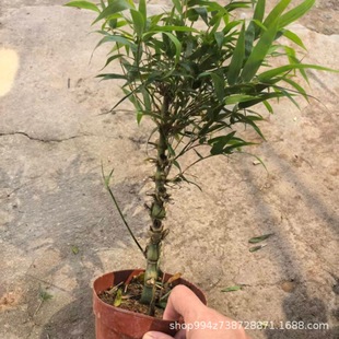 �_�h���������Է���С�Ͱ����辰���J���̨�҃��^�p�Gֲ������