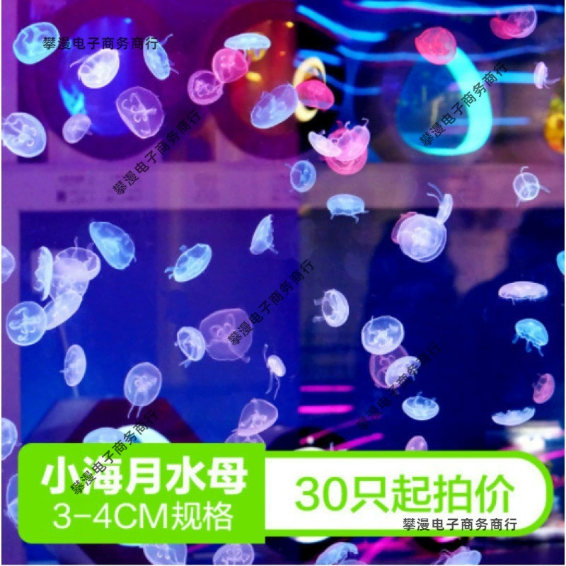 Медузы оптом для декоративных лунных медуз/живые декоративные медузы для уличных ларей