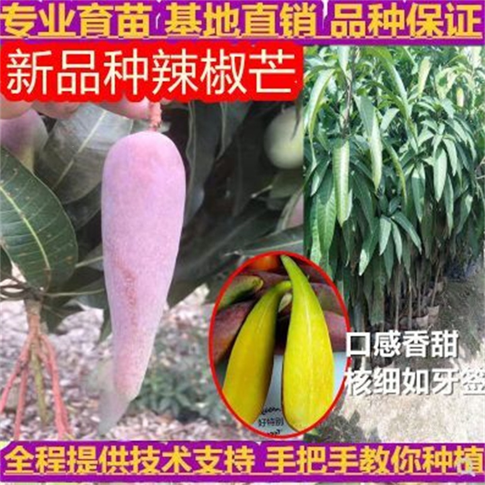 辣椒芒果苗树嫁接金煌凯特芒贵妃芒果树当年结果四季芒果树苗特大