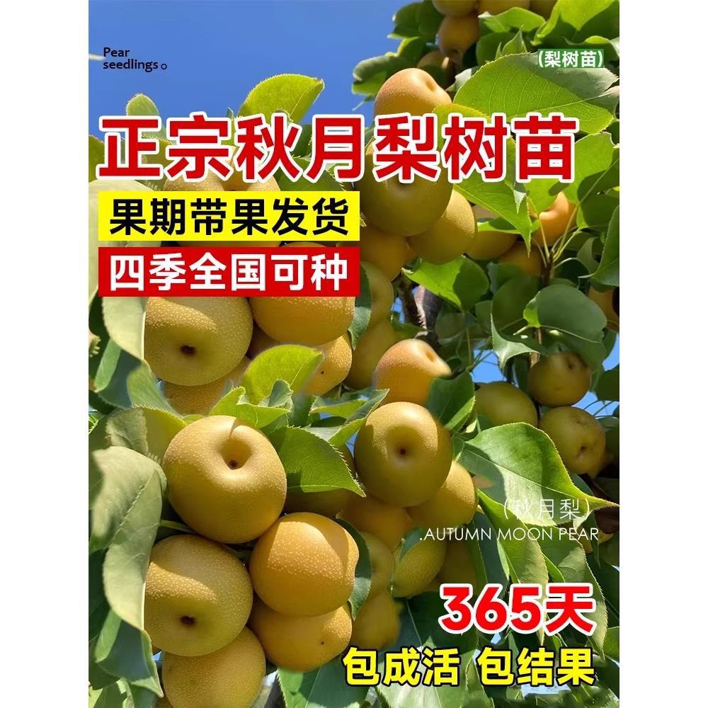 秋月梨树苗嫁接脆甜丰水梨苗南北方庭院盆栽地栽耐寒当年结果树苗