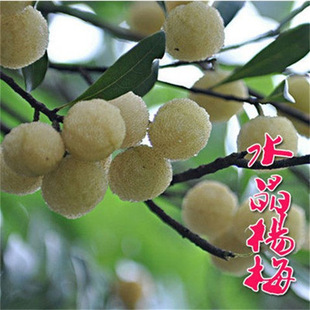 ��÷���� ����Ͱח�÷-ˮ����÷�磨��ɳ��÷��������ľ����Y��