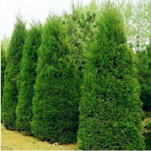 �f������������u�̰؂���@Ĺ���L�����ļ��L���е��G������ؘ�