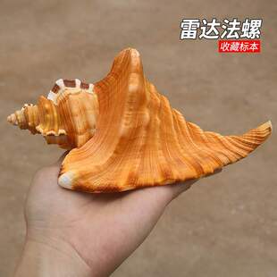 ���_���� Cymatium raderi����ؐ��ϡ���ղؘ˱����b[������