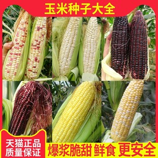 �SŴճ���׷N���S����ճŴ������� Ŵ���׷N���߲˷N��Ƥ��Ŵ��