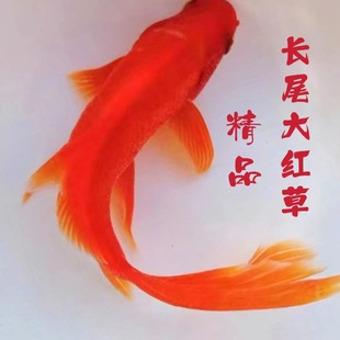 �Lβ�t�ݽ��~���w�\�a�\�����~�^�p�~��ˮ�~��ˮ�~С���~��t�a�~