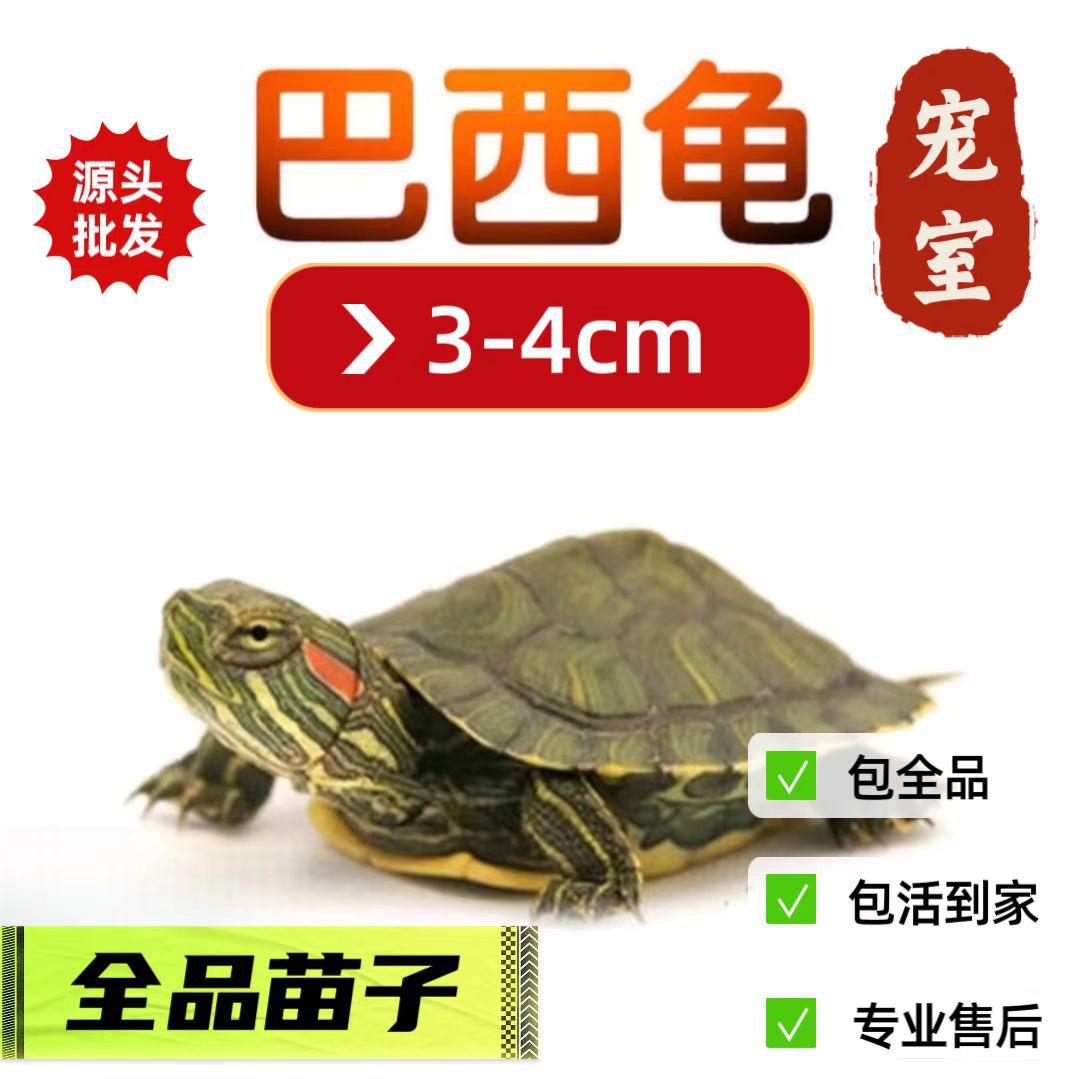 3-4cm [외탕두묘]