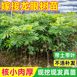 ���ۘ�޽Ӵ���������Aʯ�������ļ������玧�������Ϸ�����ͥԺ