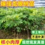 南方储良四季嫁接果树