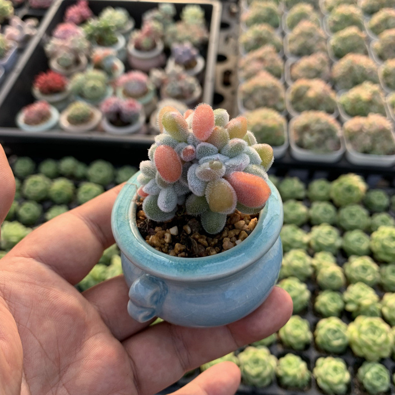 小さな多肉植物、超かわいい、貴重で希少な親指鉢、ミニ鉢植え、鉢付き多肉植物鉢植え、小さな古い支柱|undefined