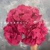 5 Hydrangea