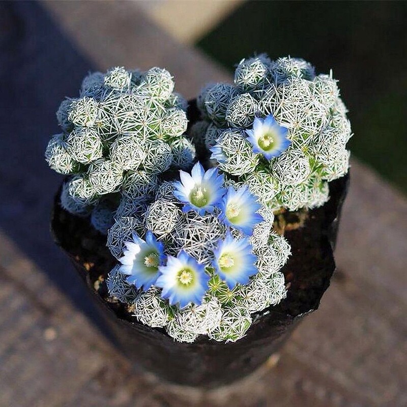 Blooming Cactus, White Bird Cactus, Succulent, Radiation-Resistant, Easy to Maintain, Office Potted Plant, Balcony Flower
