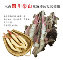 四川乐山西坝贡姜特产 新鲜仔姜嫩姜蔬菜农产品菜新鲜上市5斤包邮