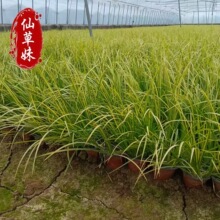 金叶石菖蒲多年生常绿草本花坛花境美化植物湿地绿化批发金线菖蒲