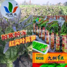 �t����2̖�t�n�S�N�� �����Ϸ��ͺ�����tƤ�n�ķN�߲˷N��