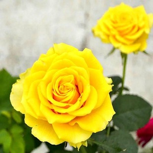 һ�����l���Sؐ�����¼������҃���ͥԺ�̨���Ի����^��ֲ���ļ�