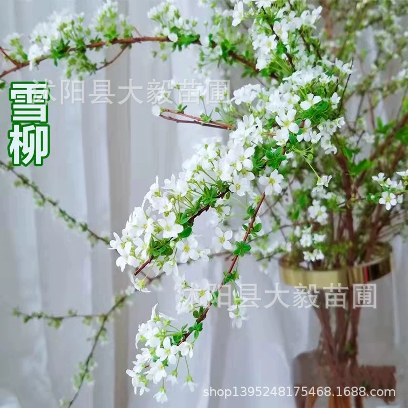 Снежная ива Свежие ветви Цветочная композиция Семейные цветы для кормления водой Снег спрей сушеные ветви Слива сушеные ветви Цветочная композиция Вода Цветущая вода
