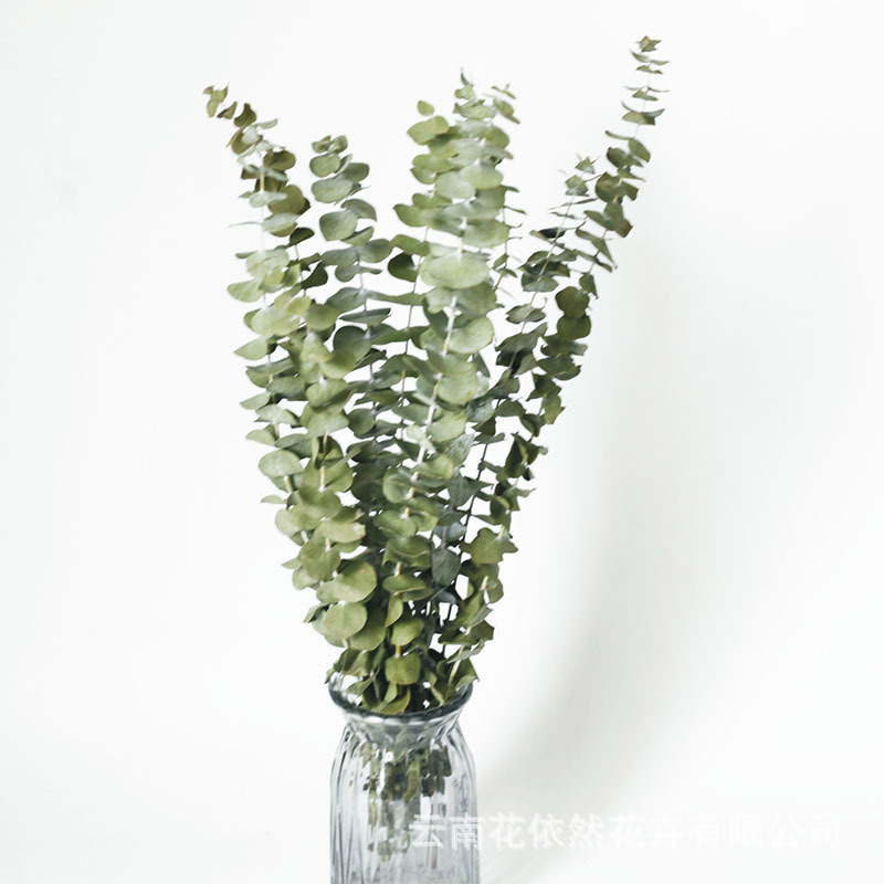 Flor seca Flor eterna Gypsophila Bola de oro No me olvides Flor seca Rosa hoja de eucalipto Pine Fruit Lover Grass al por mayor