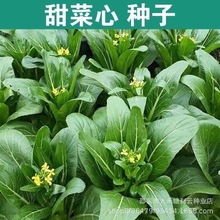 �ļ�����ķN�ӏV�|��������ķN������߲˴����߲˷N�Ӵ�ȫ