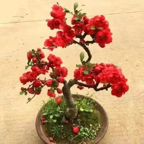 /O1CN01mgIems29WrfDJ4KbC_!!2219372428076-0-cib.jpg?x-oss-process=image/format,png